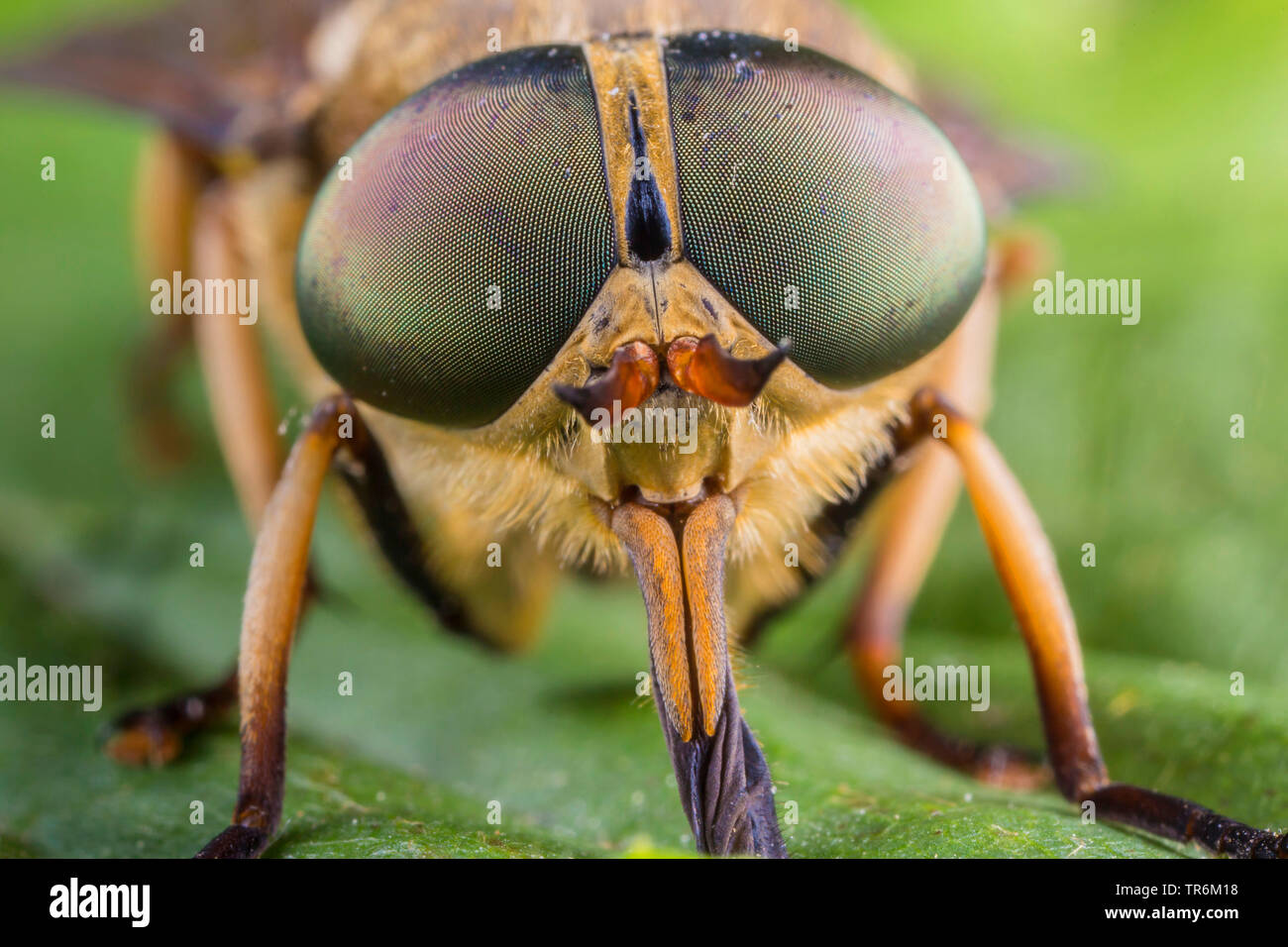 large horsefly (Tabanus bovinus), portrait of a male, Germany, Bavaria, Niederbayern, Lower Bavaria Stock Photo