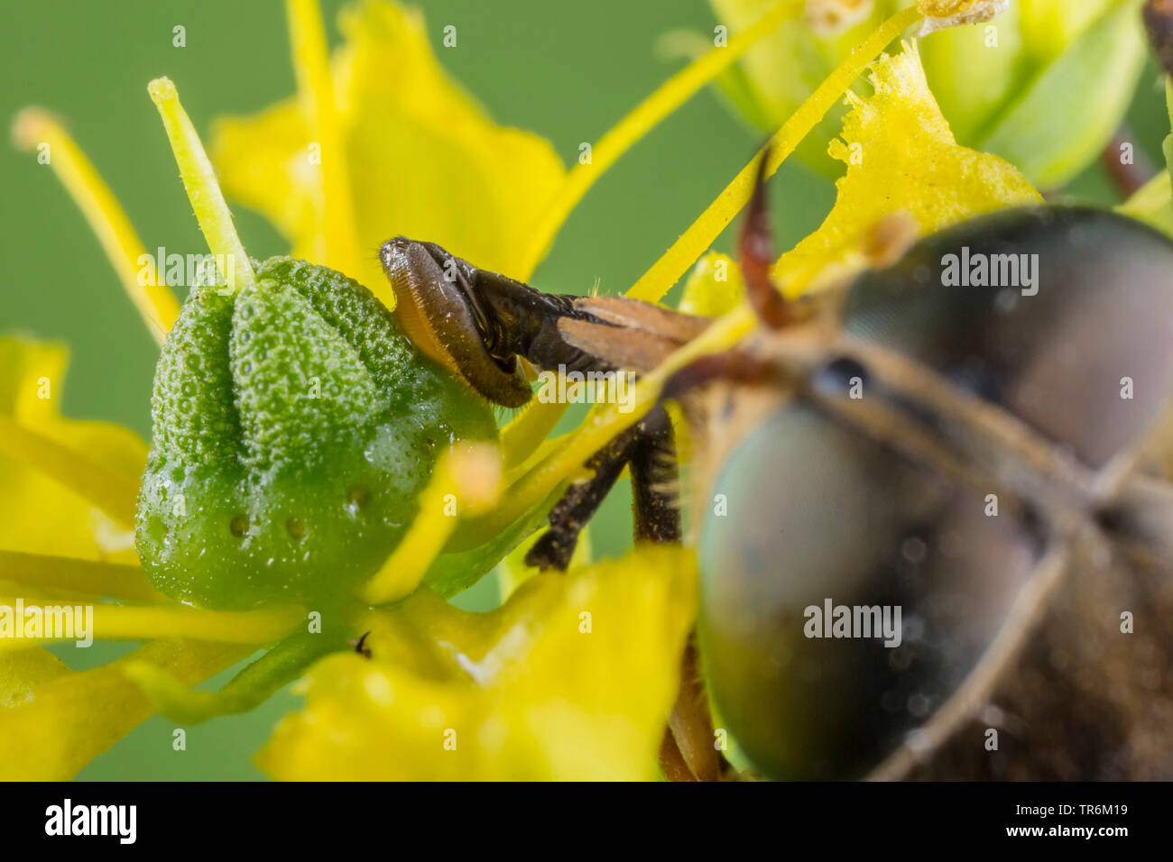 large horsefly (Tabanus bovinus), male sucking nectar at a Rute flower, Germany, Bavaria, Niederbayern, Lower Bavaria Stock Photo
