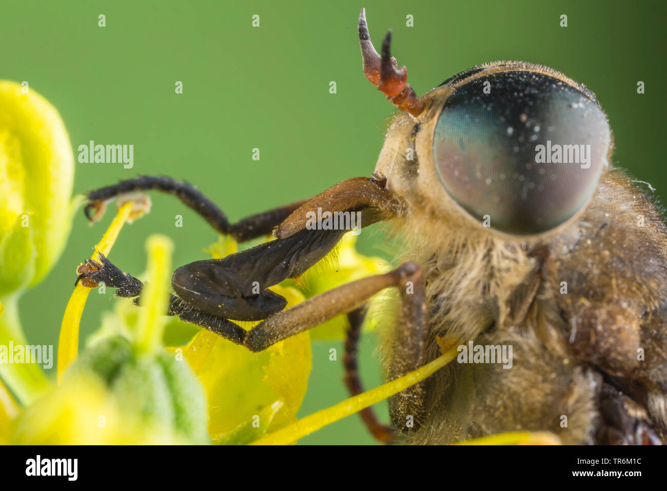 large horsefly (Tabanus bovinus), male searching for nectar at a Ruta flower, Germany, Bavaria, Niederbayern, Lower Bavaria Stock Photo