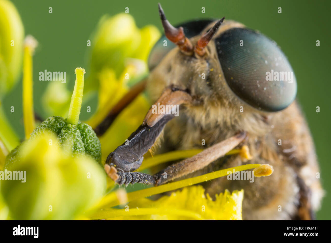 large horsefly (Tabanus bovinus), male sucking nectar of a Ruta-flower, Germany, Bavaria, Niederbayern, Lower Bavaria Stock Photo