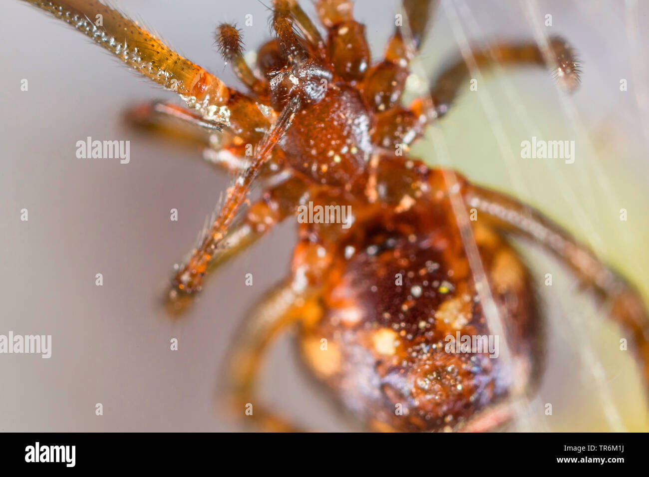 comb-footed spider (Theridiidae), cleaning a leg with mouth parts, Germany, Bavaria, Niederbayern, Lower Bavaria Stock Photo
