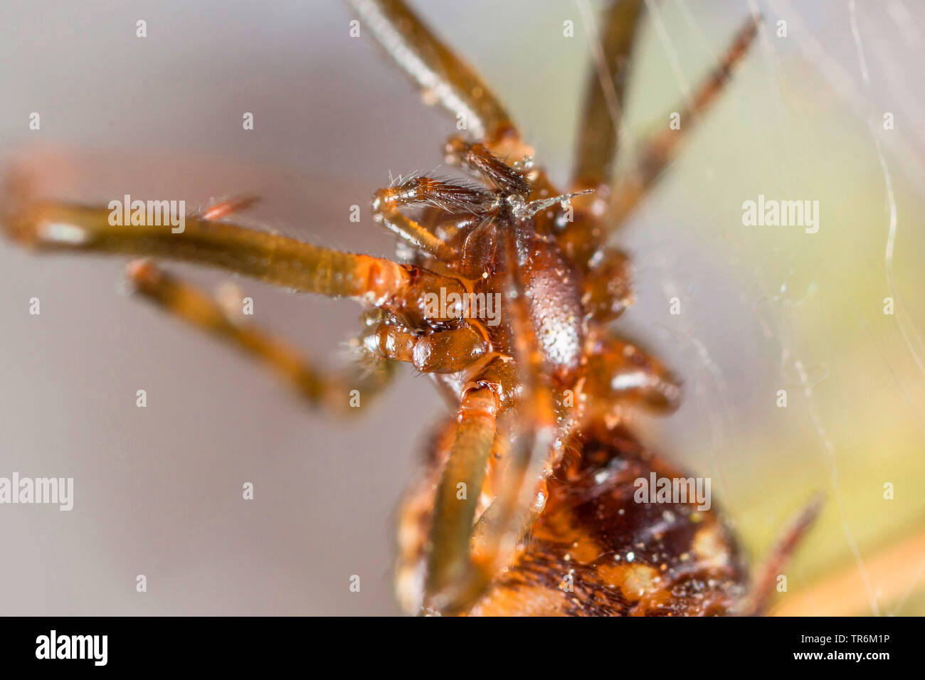comb-footed spider (Theridiidae), cleaning mouth parts, Germany, Bavaria, Niederbayern, Lower Bavaria Stock Photo