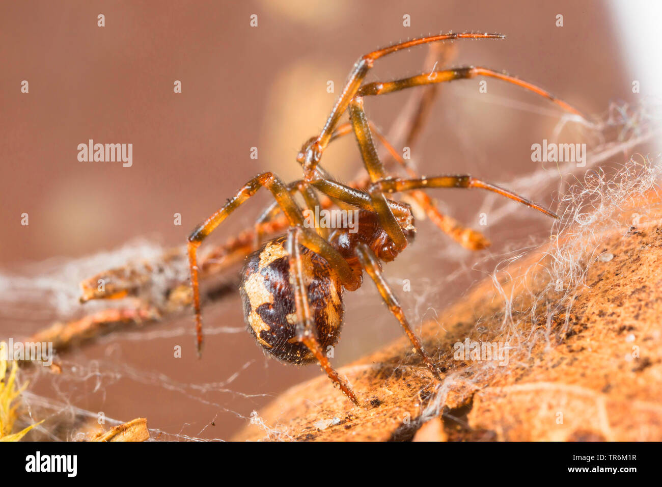 comb-footed spider (Theridiidae), building a cocoon, Germany, Bavaria, Niederbayern, Lower Bavaria Stock Photo