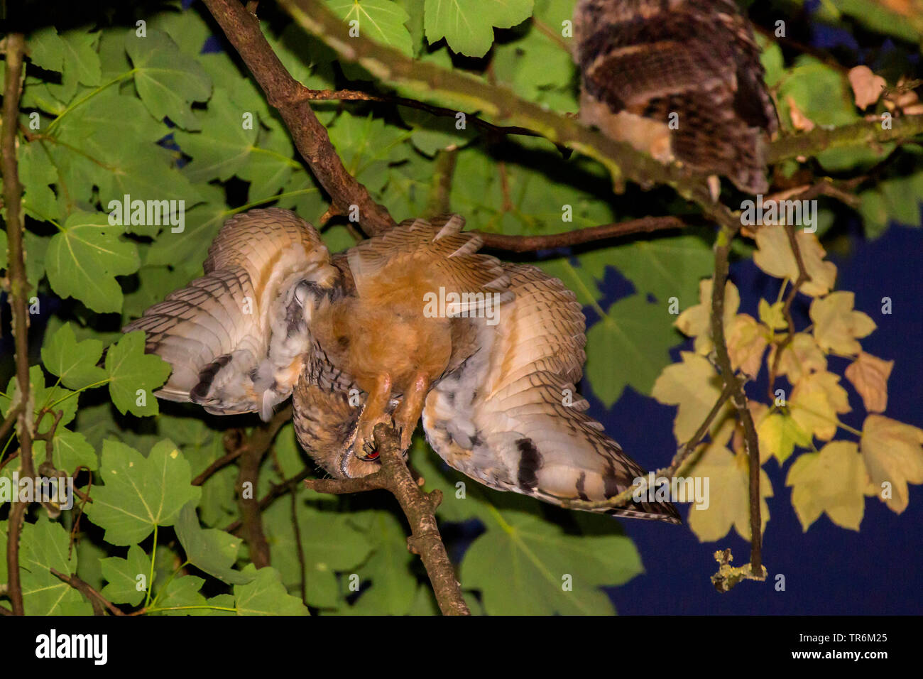 long-eared owl (Asio otus), climbing in a tree top, Germany, Bavaria, Niederbayern, Lower Bavaria Stock Photo