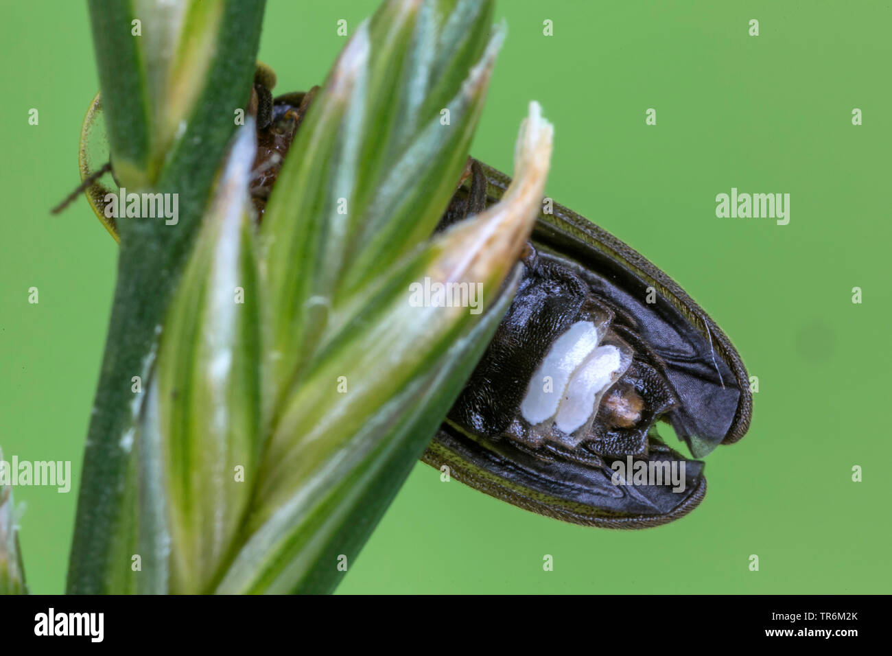 small lightning beetle (Lamprohiza splendidula, Phausis splendidula), abdomen of male with luminous spot, Germany, Bavaria, Niederbayern, Lower Bavaria Stock Photo