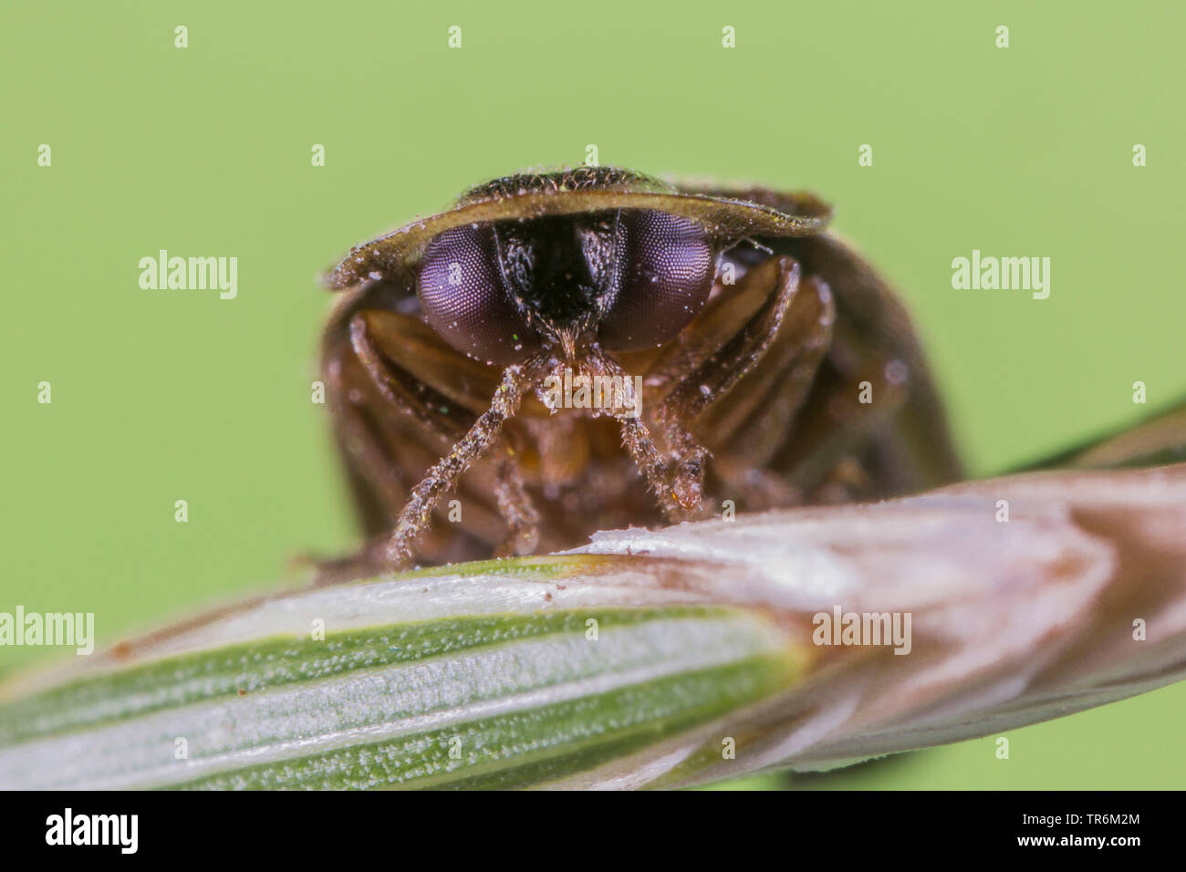 small lightning beetle (Lamprohiza splendidula, Phausis splendidula), portrait with head plate, Germany, Bavaria, Niederbayern, Lower Bavaria Stock Photo