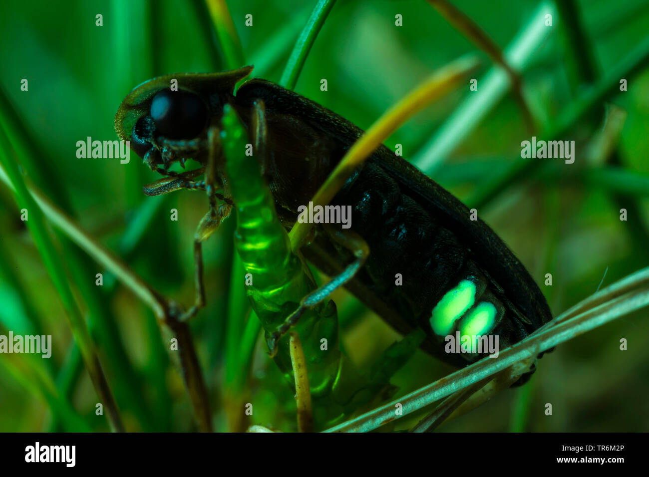 small lightning beetle (Lamprohiza splendidula, Phausis splendidula), sitting at a spear and lighting in the twilight, Germany, Bavaria, Niederbayern, Lower Bavaria Stock Photo