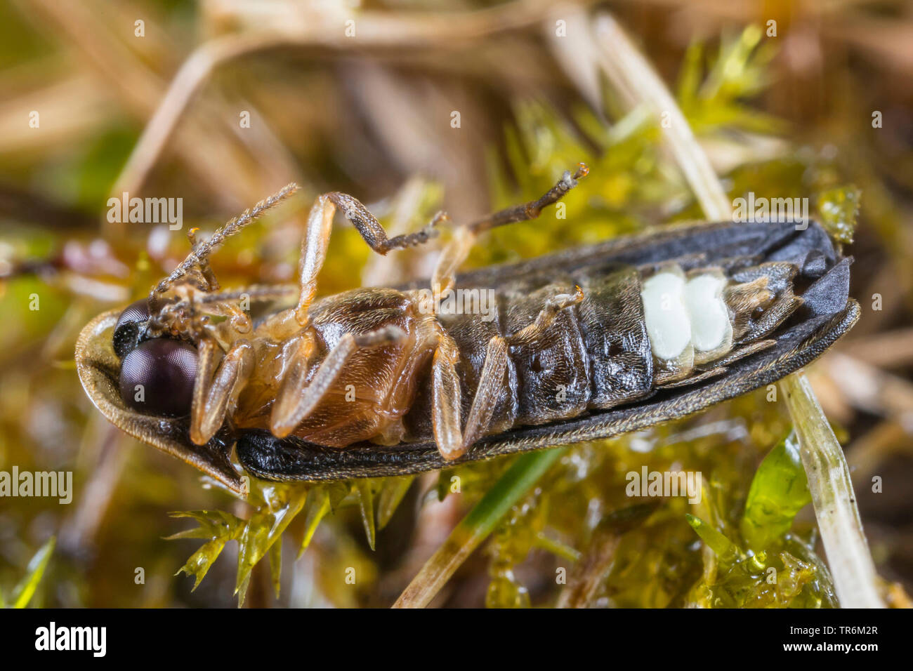 small lightning beetle (Lamprohiza splendidula, Phausis splendidula), lying in supine position on a moospad, underside with head plate, showing ht-emitting organ, Germany, Bavaria, Niederbayern, Lower Bavaria Stock Photo