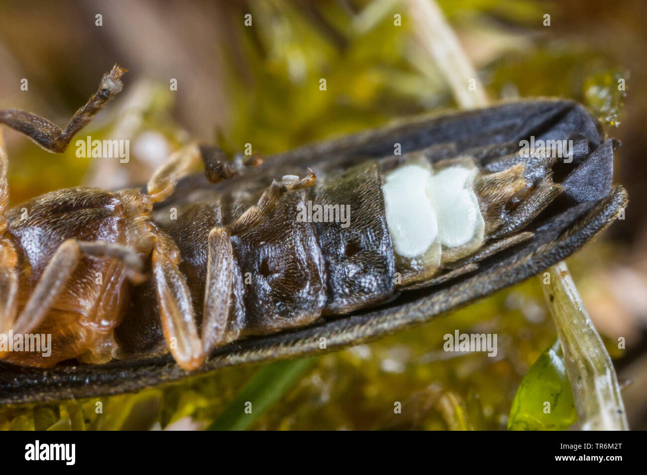 small lightning beetle (Lamprohiza splendidula, Phausis splendidula), lying in supine position on a moospad, showing ht-emitting organ, Germany, Bavaria, Niederbayern, Lower Bavaria Stock Photo
