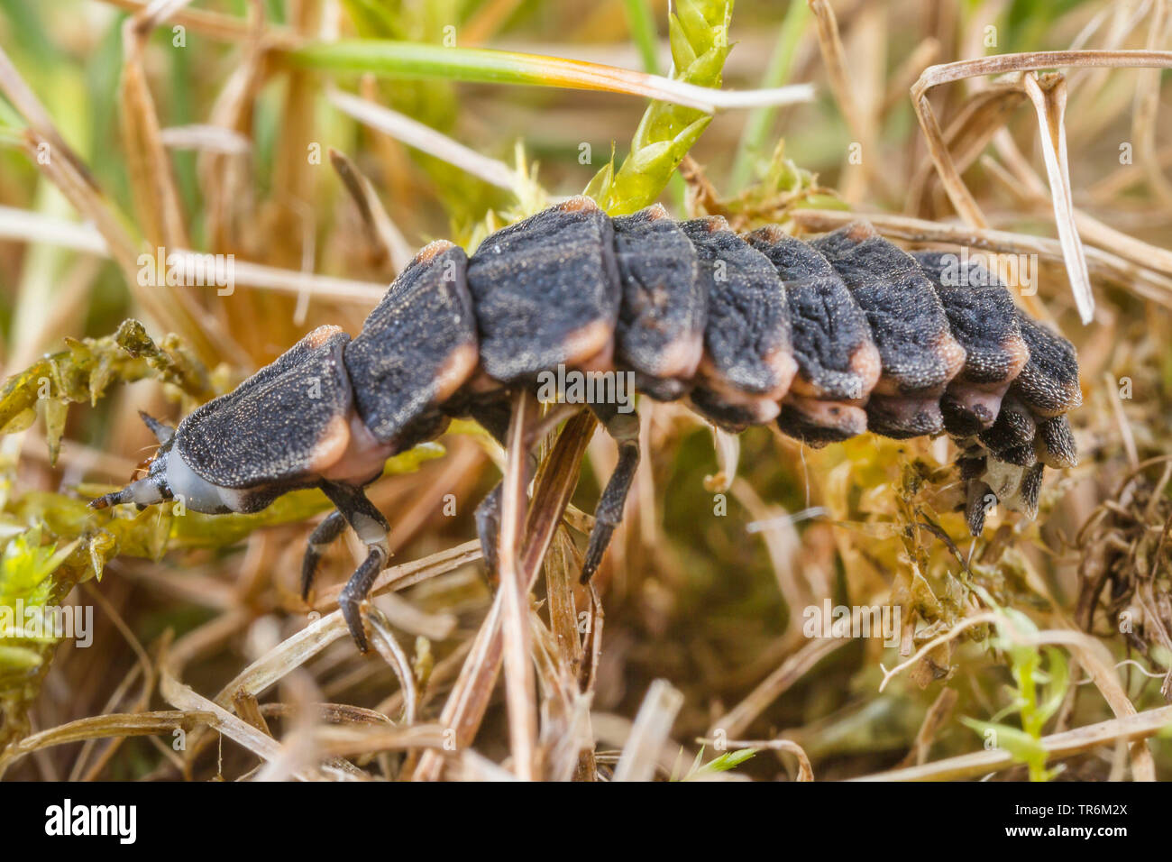 small lightning beetle (Lamprohiza splendidula, Phausis splendidula), larva crawls over grass, Germany, Bavaria, Niederbayern, Lower Bavaria Stock Photo