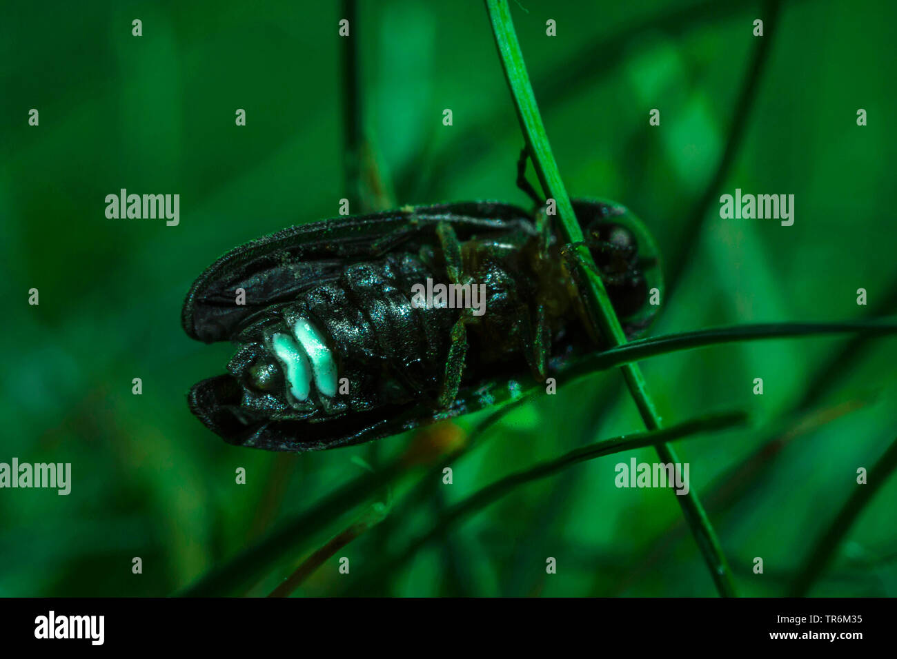 small lightning beetle (Lamprohiza splendidula, Phausis splendidula), sitting at a spear and lighting in the night, Germany, Bavaria, Niederbayern, Lower Bavaria Stock Photo