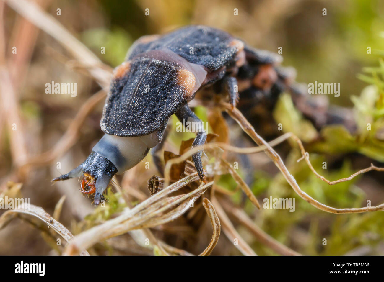 small lightning beetle (Lamprohiza splendidula, Phausis splendidula), larva crawls over grass, Germany, Bavaria, Niederbayern, Lower Bavaria Stock Photo