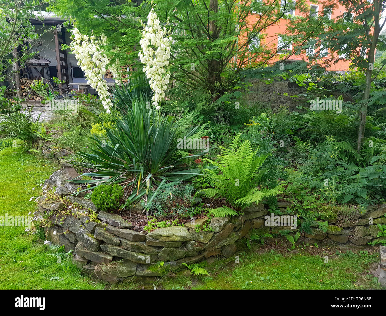 Adam's needle, weak-leaf Yucca (Yucca filamentosa), blooming in a garden, Germany Stock Photo
