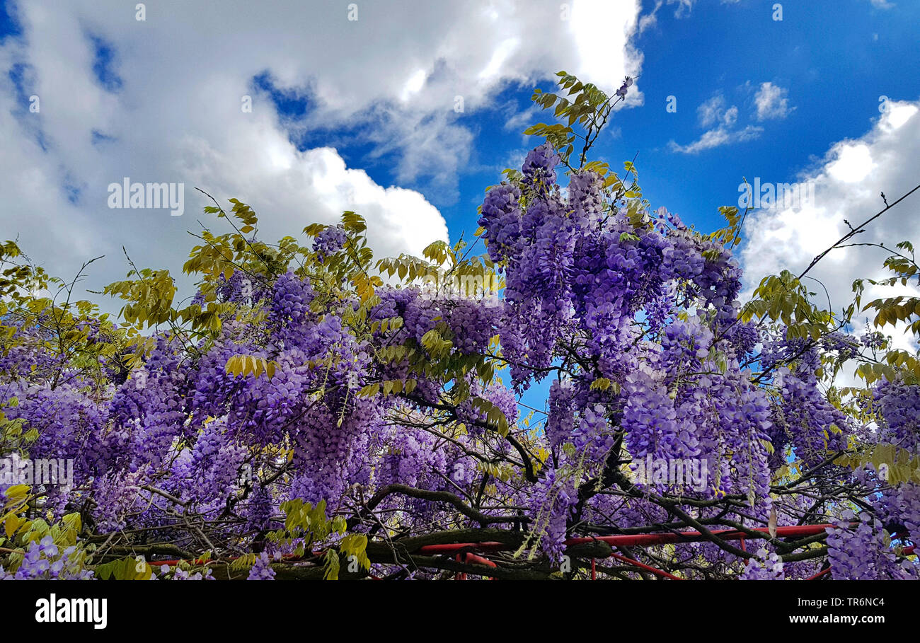 Chinese wisteria (Wisteria sinensis), blooming Stock Photo Alamy