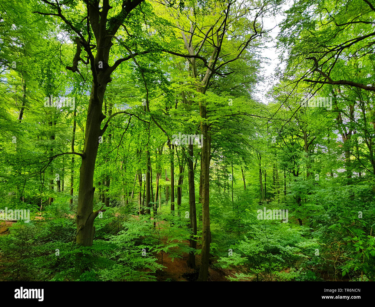 Trees In Germany common beech (Fagus sylvatica), beech forest in spring, Germany, North ...