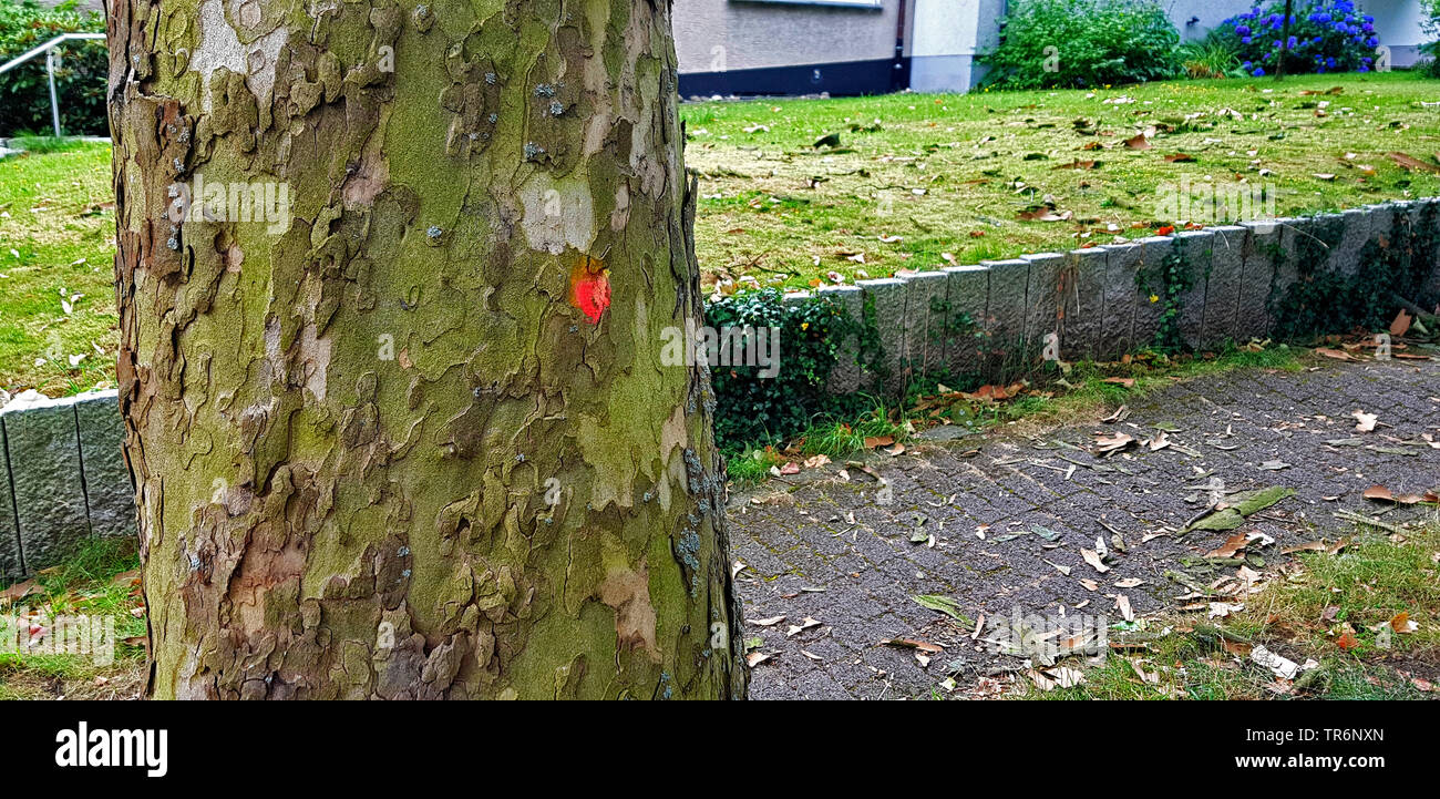 European plane, maple-leaved plane, London plane, London planetree (Platanus hispanica, Platanus x hybrida, Platanus hybrida, Platanus acerifolia), tree on a pavement, marked for felling, Germany Stock Photo