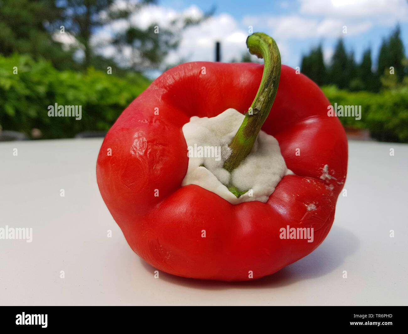 chili pepper, paprika (Capsicum annuum), moldy paprika, Germany Stock