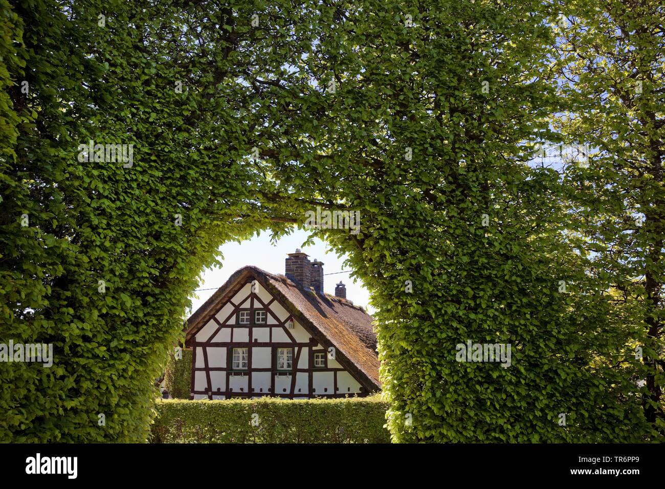 common beech (Fagus sylvatica), meter-high beech hedge and access to traditonal half-timbered house in district Hoefen, Germany, North Rhine-Westphalia, Eifel, Monschau Stock Photo