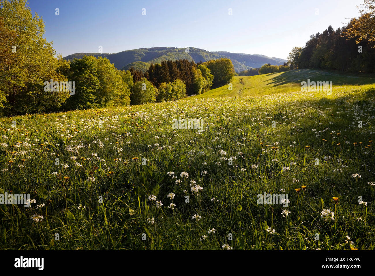 Bog Pink, Cuckoo Flower, Lady's Smock, Milkmaids (Cardamine pratensis), bitter cress meadow in spring, Germany, North Rhine-Westphalia, Eifel, Simmerath Stock Photo