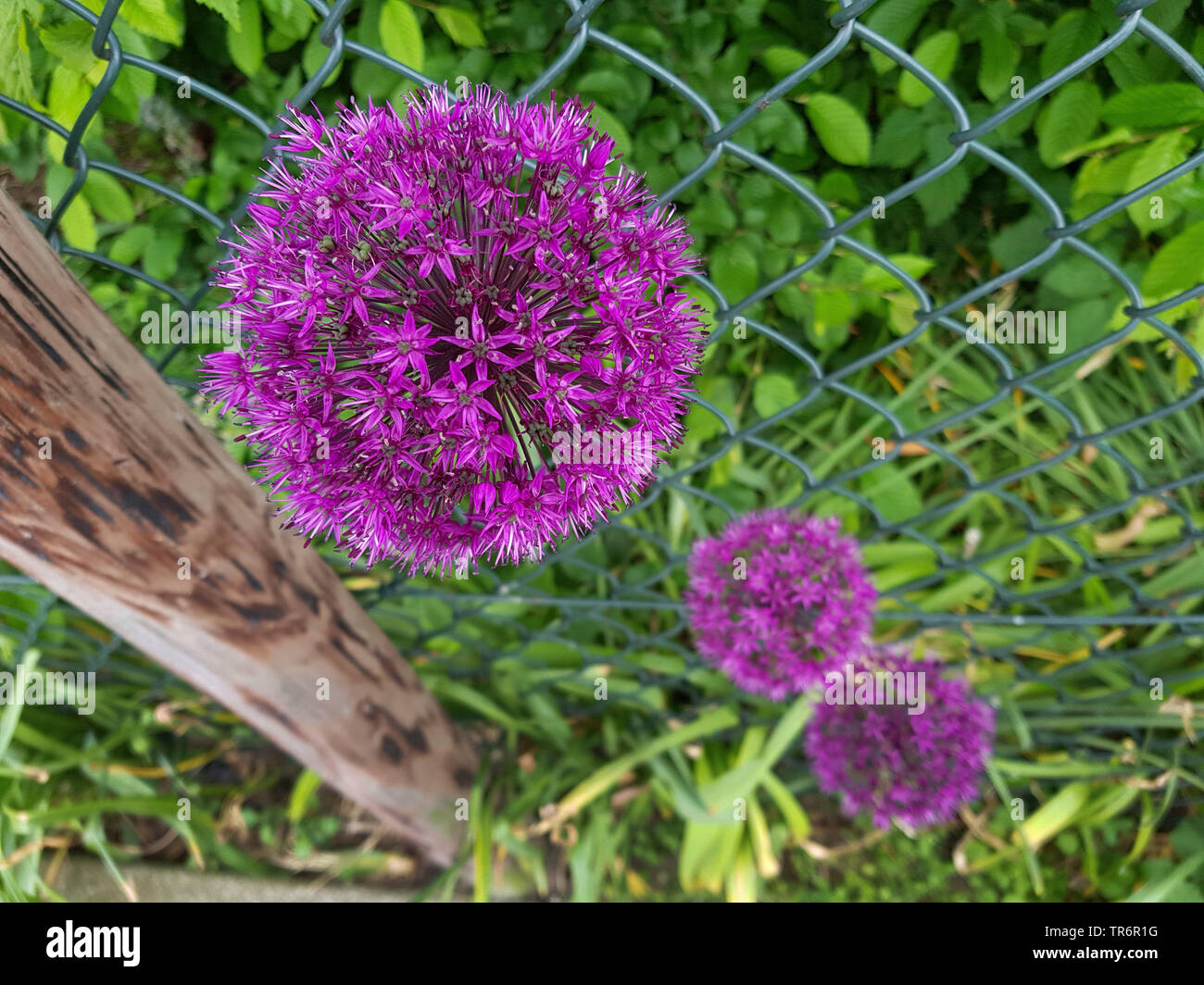 ornamental allium (Allium spec.), inflorescence, Germany Stock Photo