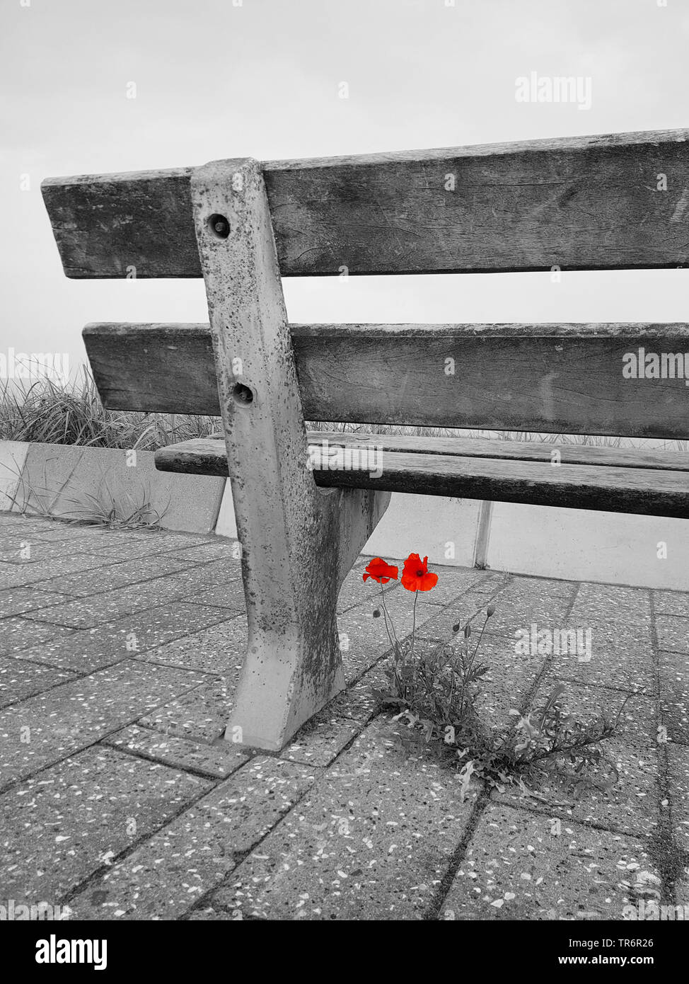 Common poppy, Corn poppy, Red poppy (Papaver rhoeas), blooming on a pavement at a bench in the dunes, digitally altered, Netherlands Stock Photo