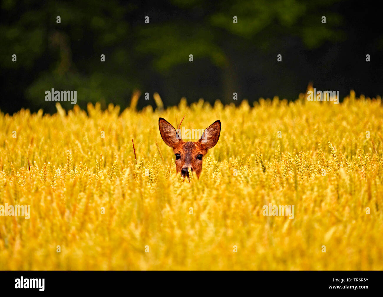 roe deer (Capreolus capreolus), roe buck looking out a wheatfield, Germany, Saxony Stock Photo