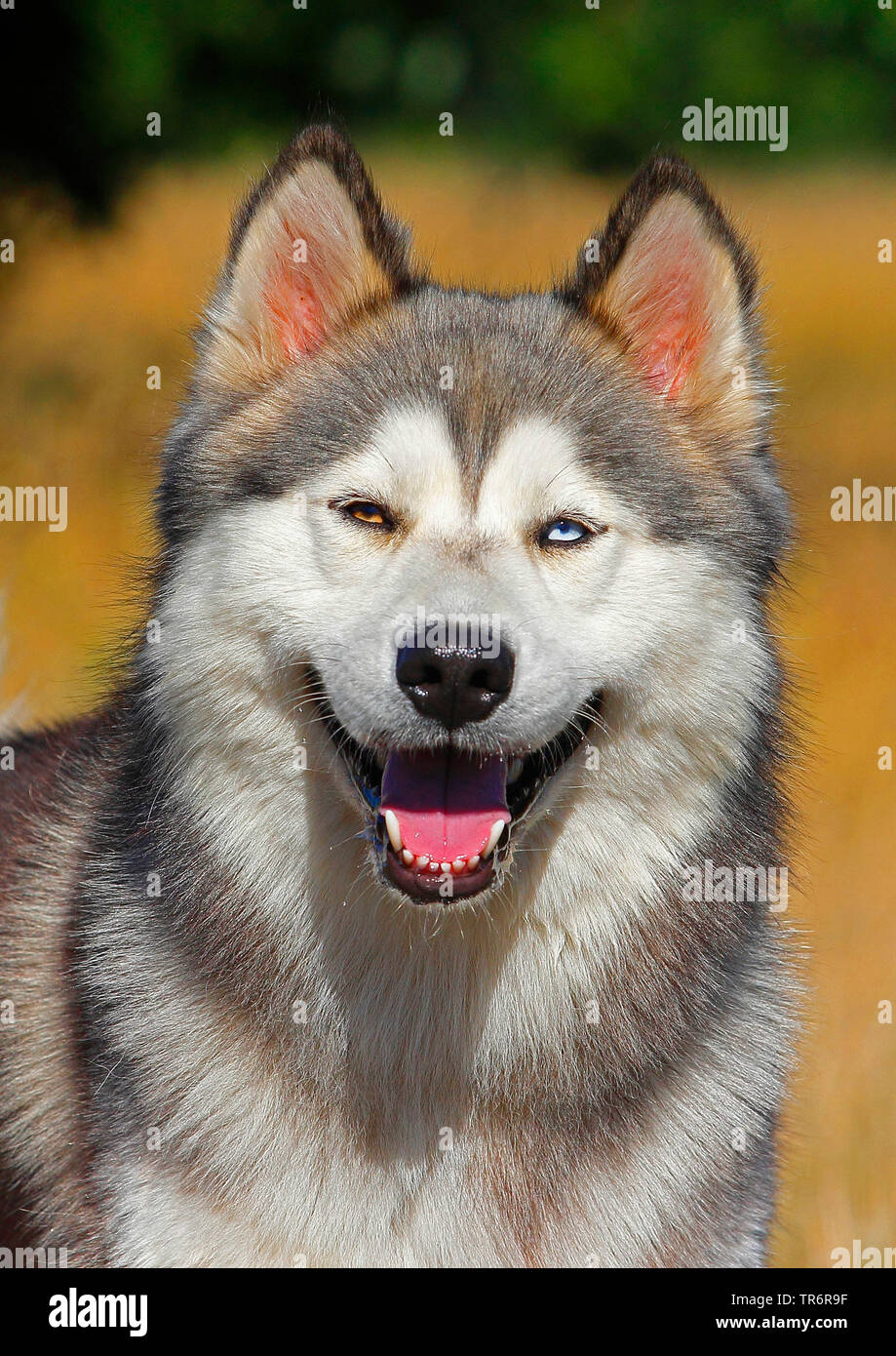 What Is A Husky Cross Malamute