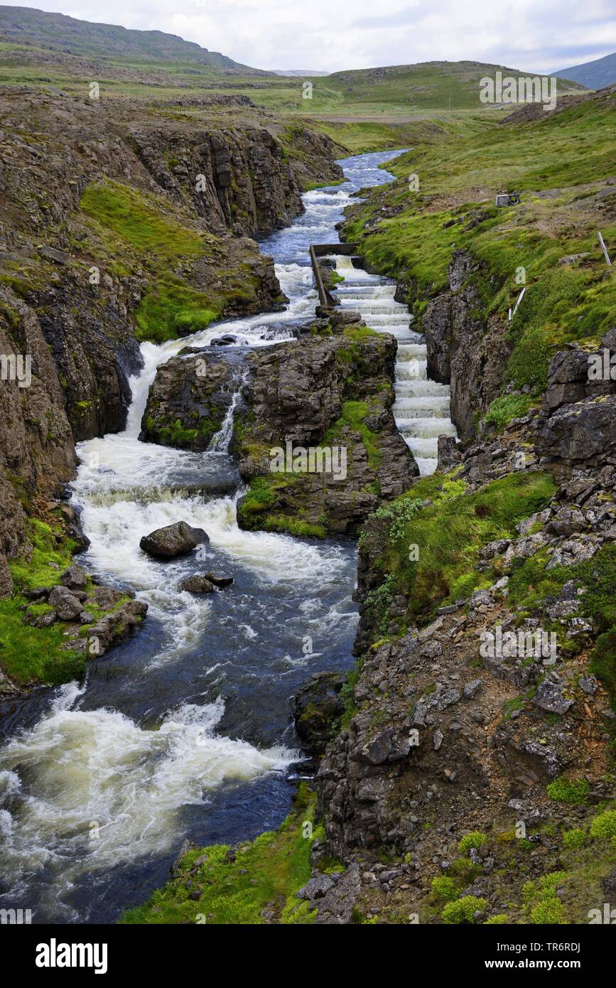 salmonids (Salmonidae), salmon step an an waterfall, Iceland, Westfjorde, Steingrimsfjardarheidi, Iceland Stock Photo