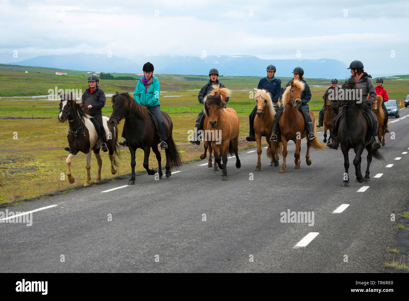 Islandic horse, Icelandic horse, Iceland pony (Equus przewalskii f. caballus), riding with Island ponies, Iceland Stock Photo