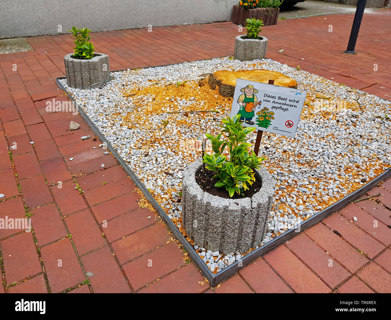 Japanese Euonymus (Euonymus japonicus, Euonymus japonica), residents making a stone bed round a tree in a street, the tree was felled after storm damage, Germany Stock Photo