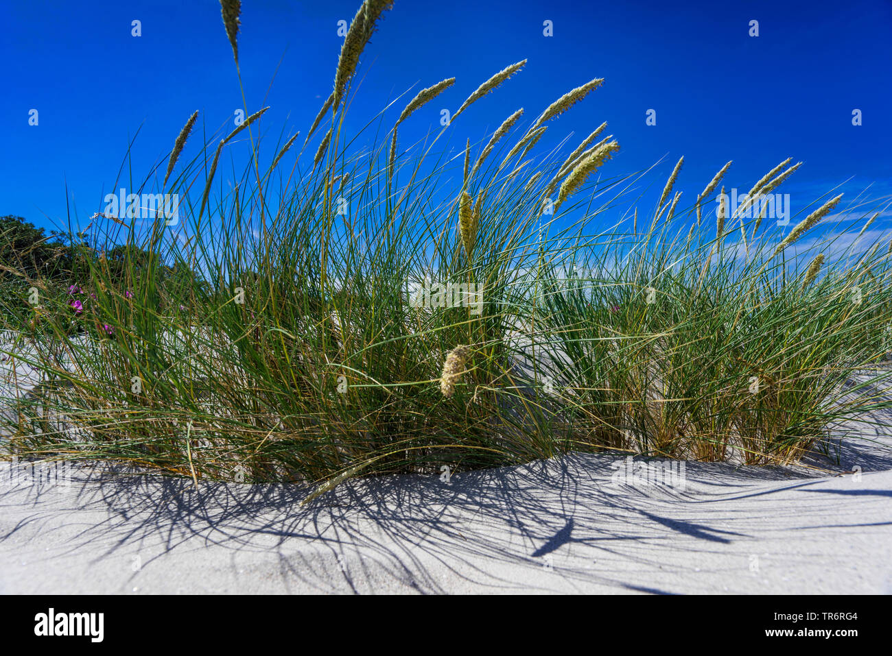 beach grass, European beachgrass, marram grass, psamma, sea sand-reed (Ammophila arenaria), on a dune in wind, Germany, Mecklenburg-Western Pomerania Stock Photo