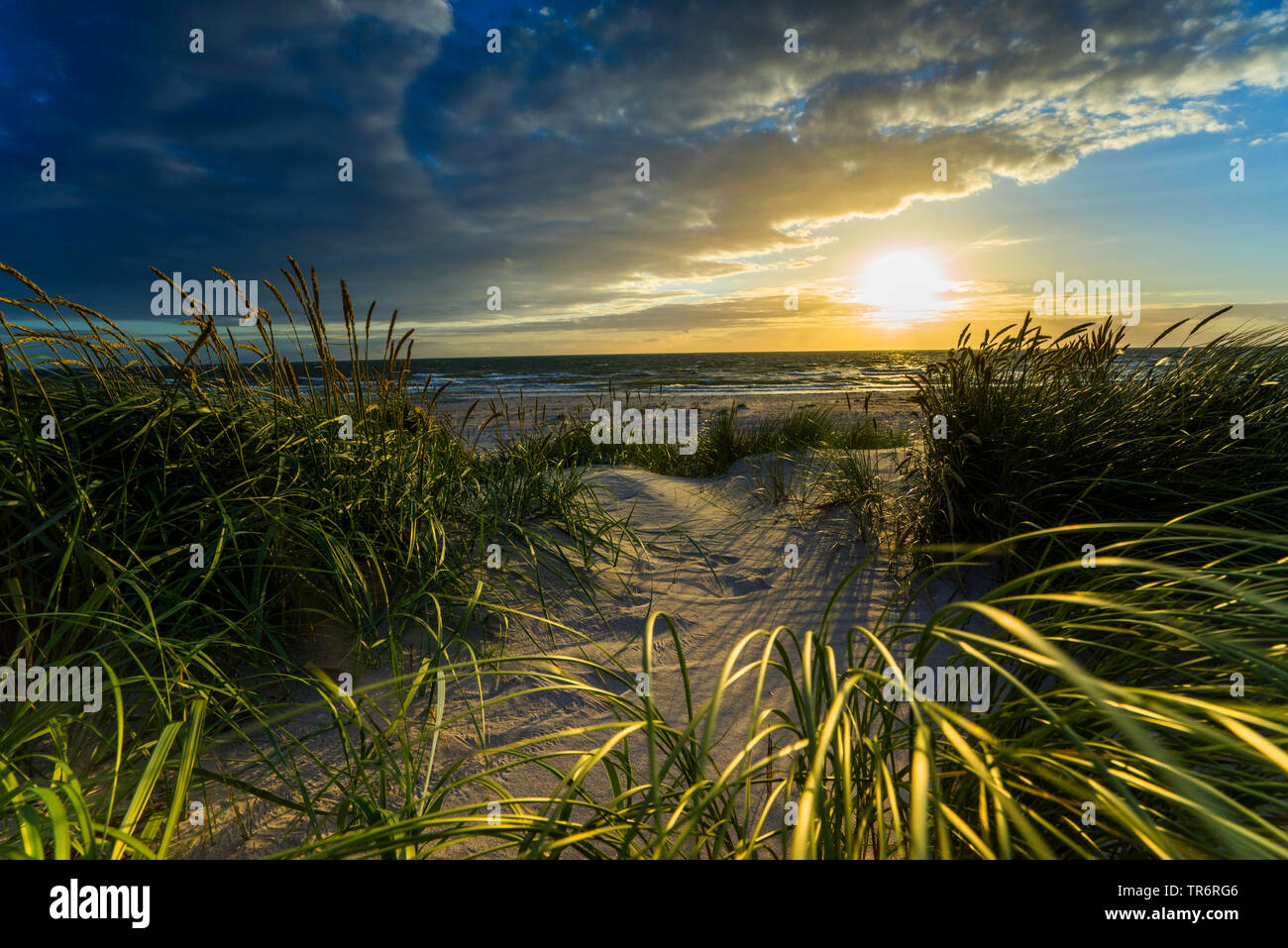 beach grass, European beachgrass, marram grass, psamma, sea sand-reed (Ammophila arenaria), on a dune in wind at sunset, Germany, Mecklenburg-Western Pomerania Stock Photo