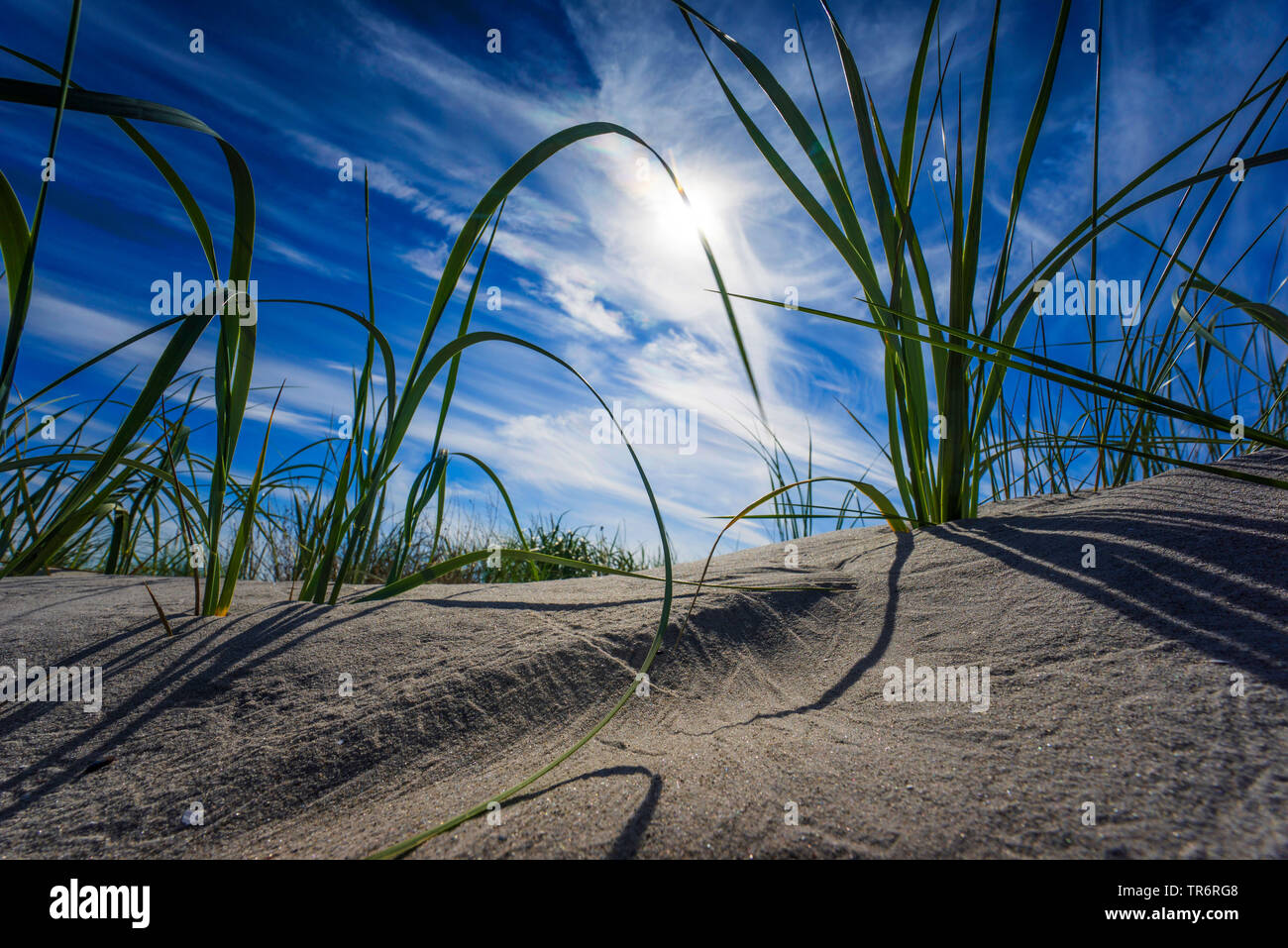 beach grass, European beachgrass, marram grass, psamma, sea sand-reed (Ammophila arenaria), on a dune in wind at evening light, Germany, Mecklenburg-Western Pomerania Stock Photo