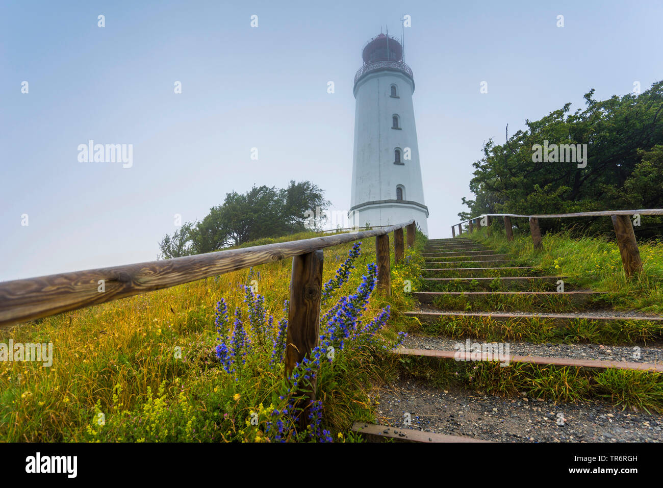 blueweed, blue devil, viper's bugloss, common viper's-bugloss (Echium vulgare), lighthouse of Hiddensee in mist, Germany, Mecklenburg-Western Pomerania, Hiddensee Stock Photo