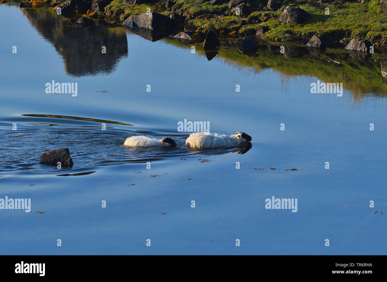 domestic sheep (Ovis ammon f. aries), two sheep crossing a stretch of water, United Kingdom, Scotland, Cheese Bay Stock Photo