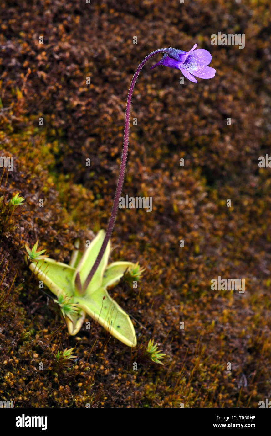 common butterwort (Pinguicula vulgaris), blooming, United Kingdom, Scotland Stock Photo