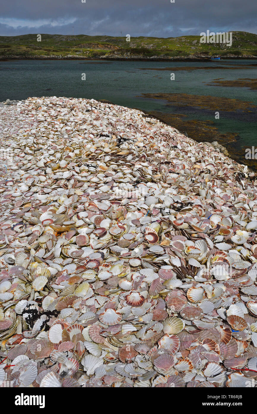 scallop shells on the shore, United Kingdom, Scotland, North Uist, Kallin harbour Stock Photo