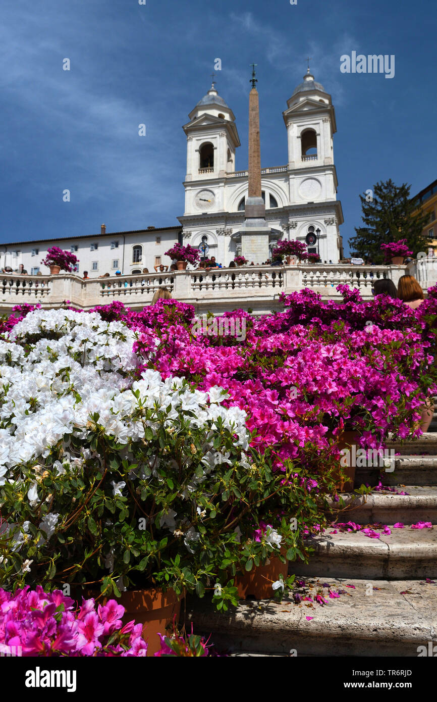 rhododendron (Rhododendron spec.), spanish steps at piazza di spagna with church Trinita dei Monti, Italy, Rome Stock Photo