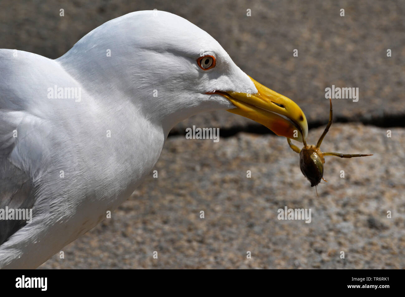 Yellow-legged Gull (Larus michahellis, Larus cachinnans michahellis), with small crab, Italy, Venice Stock Photo