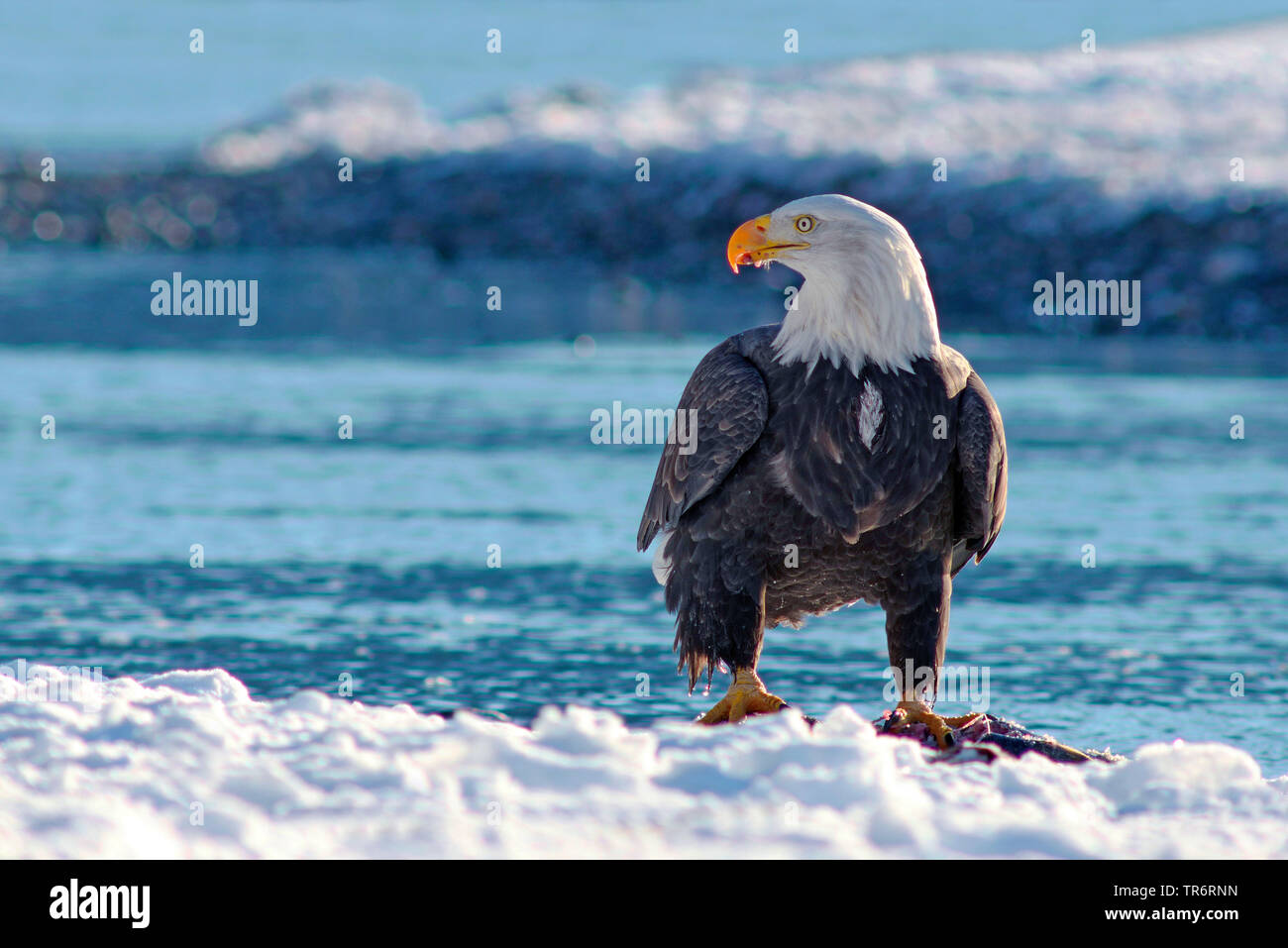 American bald eagle (Haliaeetus leucocephalus), sitting in snow at lure, USA, Alaska, Haines Alaska Chilkoot River Stock Photo