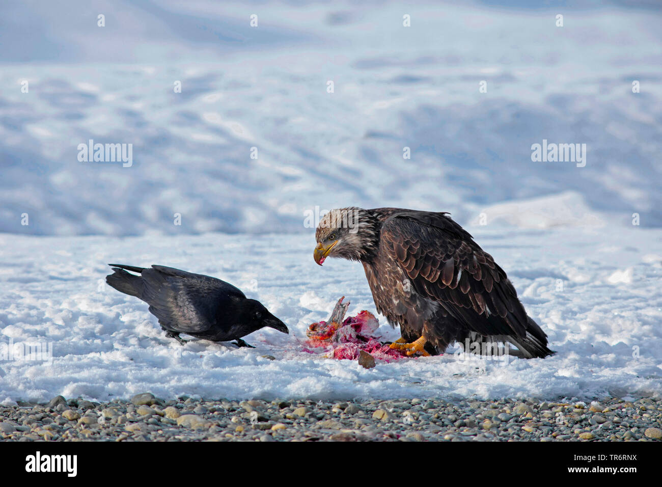 American bald eagle (Haliaeetus leucocephalus), sitting in snow at lure, crow trying to steal, USA, Alaska, Haines Alaska Chilkoot River Stock Photo