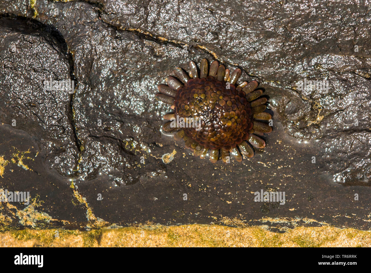 shield urchin (Colobocentrotus atratus, Podophora atrata), attached at lava rock, USA, Hawaii, Maui Stock Photo