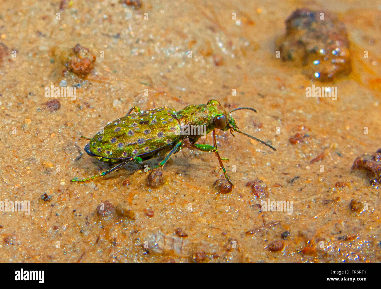 ground beetle (cf. Elaphrus cupreus), on the ground, Germany, Bavaria Stock Photo