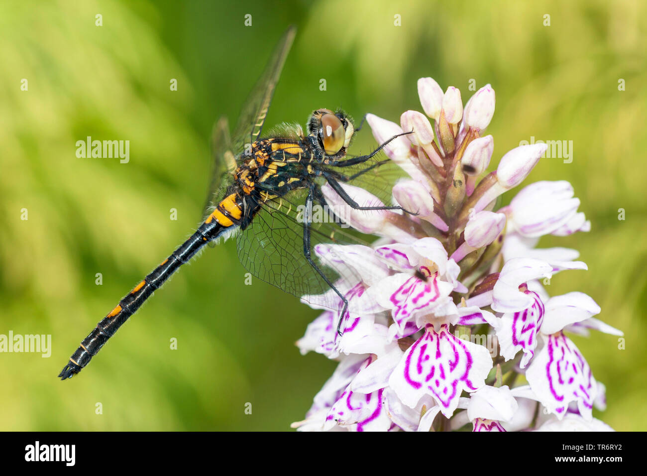 Large white-faced darter, Yellow-spotted whiteface (Leucorrhinia pectoralis, Leucorhinia pectoralis), on orchid blossom, Norway, Oppland Stock Photo