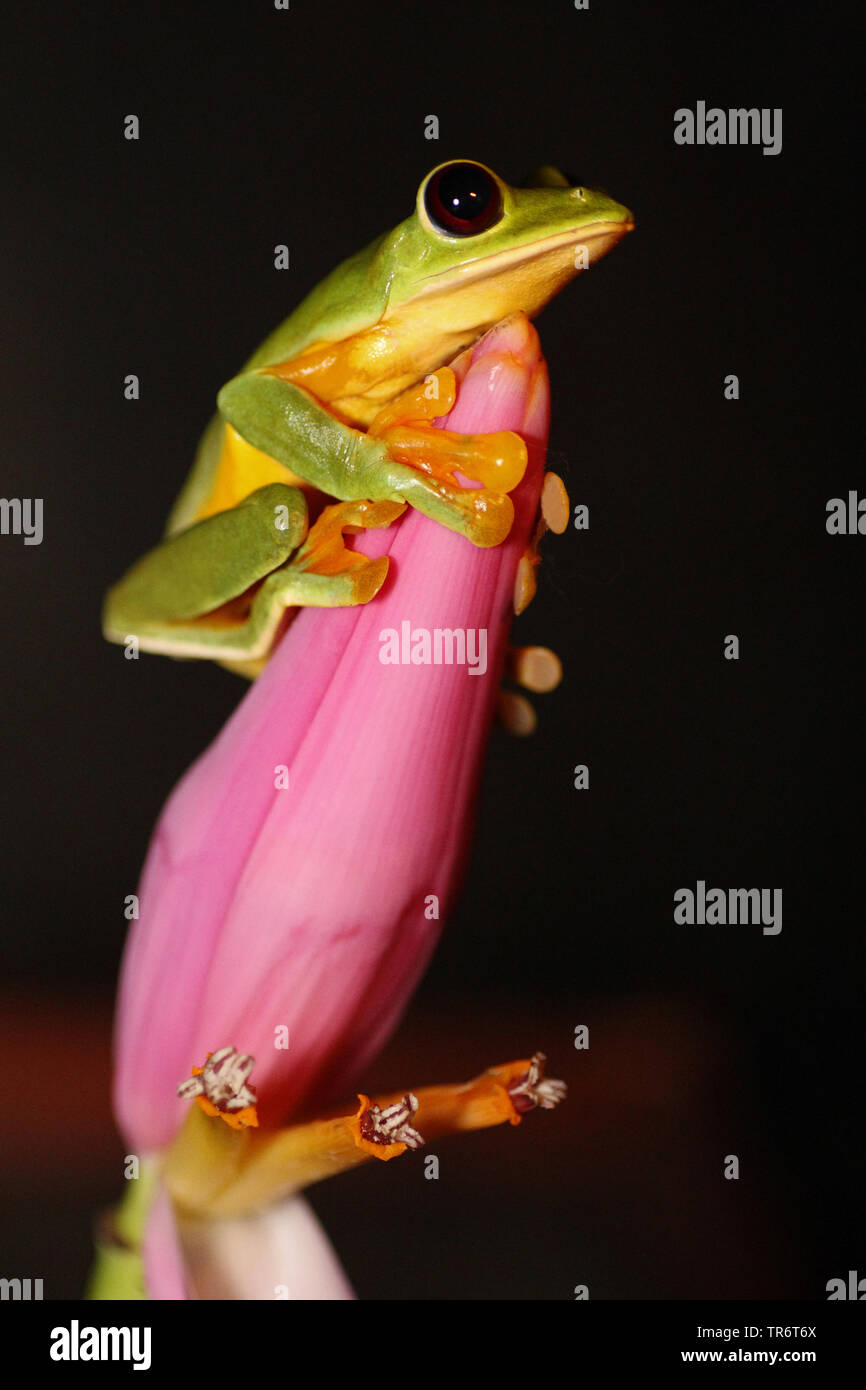 Gliding Treefrog, Gliding Leaf Frog (Agalychnis spurrelli), Costa Rica Stock Photo