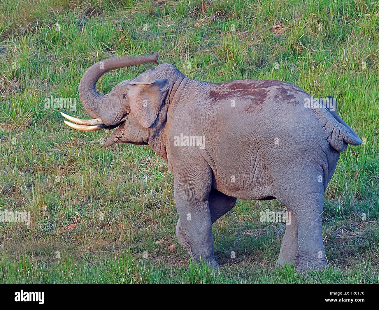 Indian elephant (Elephas maximus indicus, Elephas maximus bengalensis), male, Thailand Stock Photo