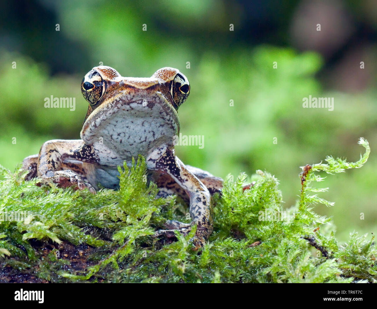 Brilliant Forest Frog, Rana warszewitischii  (Rana warszewitischii), Costa Rica Stock Photo