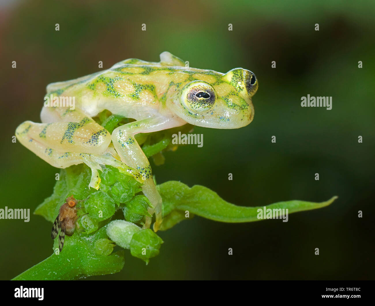 Glaskikker, Fleischmann's Glass Frog, Hyalinobatrachium fleischm (Hyalinobatrachium fleischmanni), Costa Rica Stock Photo