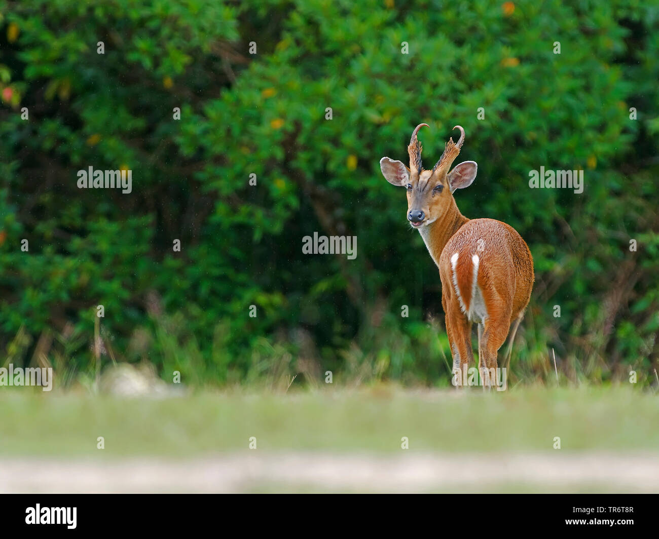 Barking deer, Kakar, Indian muntjac (Muntiacus muntjak), male, Thailand Stock Photo