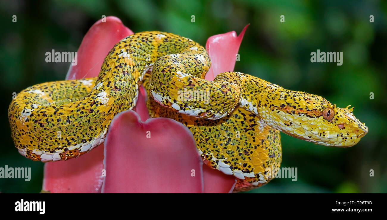 eyelash viper, horned palm viper, eyelash palm pit viper (Bothrops schlegelii, Bothriechis schlegelii), Costa Rica Stock Photo